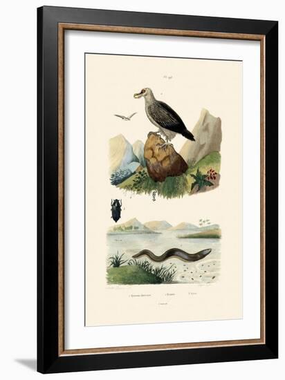 Electric Eel, 1833-39-null-Framed Giclee Print