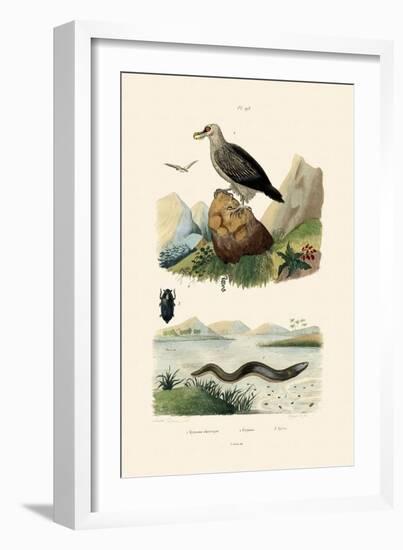 Electric Eel, 1833-39-null-Framed Giclee Print