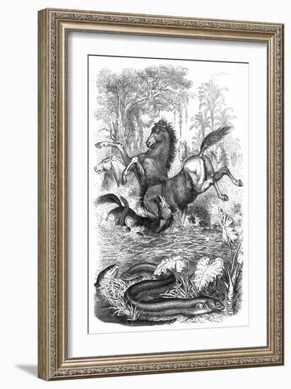 Electric Eels Shock Horses-null-Framed Art Print