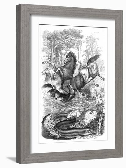 Electric Eels Shock Horses-null-Framed Art Print