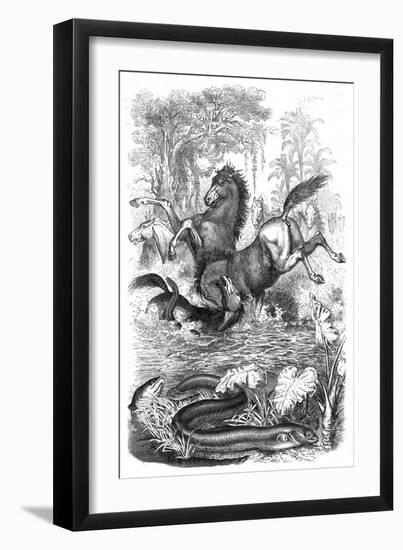 Electric Eels Shock Horses-null-Framed Art Print