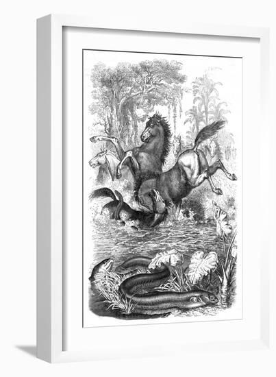 Electric Eels Shock Horses-null-Framed Art Print