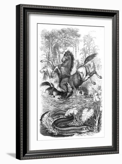 Electric Eels Shock Horses-null-Framed Art Print