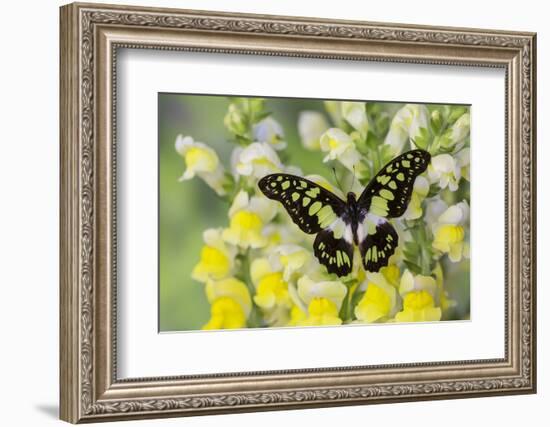 Electric Green Swallowtail Butterfly, Graphium Tyndereus-Darrell Gulin-Framed Photographic Print