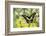 Electric Green Swallowtail Butterfly, Graphium Tyndereus-Darrell Gulin-Framed Photographic Print