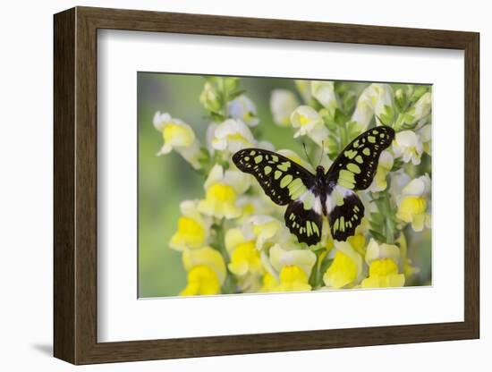 Electric Green Swallowtail Butterfly, Graphium Tyndereus-Darrell Gulin-Framed Photographic Print
