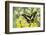 Electric Green Swallowtail Butterfly, Graphium Tyndereus-Darrell Gulin-Framed Photographic Print