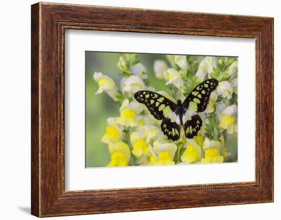 Electric Green Swallowtail Butterfly, Graphium Tyndereus-Darrell Gulin-Framed Photographic Print