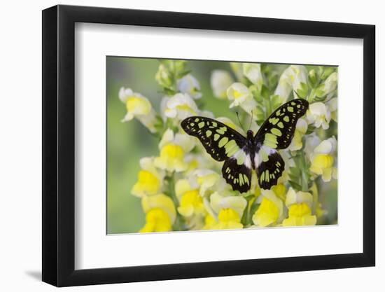 Electric Green Swallowtail Butterfly, Graphium Tyndereus-Darrell Gulin-Framed Photographic Print