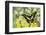 Electric Green Swallowtail Butterfly, Graphium Tyndereus-Darrell Gulin-Framed Photographic Print