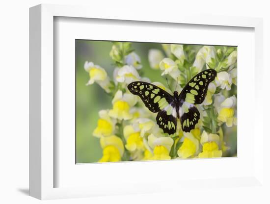 Electric Green Swallowtail Butterfly, Graphium Tyndereus-Darrell Gulin-Framed Photographic Print