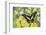 Electric Green Swallowtail Butterfly, Graphium Tyndereus-Darrell Gulin-Framed Photographic Print