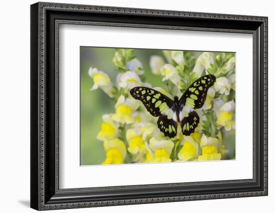 Electric Green Swallowtail Butterfly, Graphium Tyndereus-Darrell Gulin-Framed Photographic Print