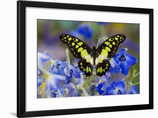 Electric Green Swallowtail Butterfly, Graphium Tyndereus-Darrell Gulin-Framed Photographic Print