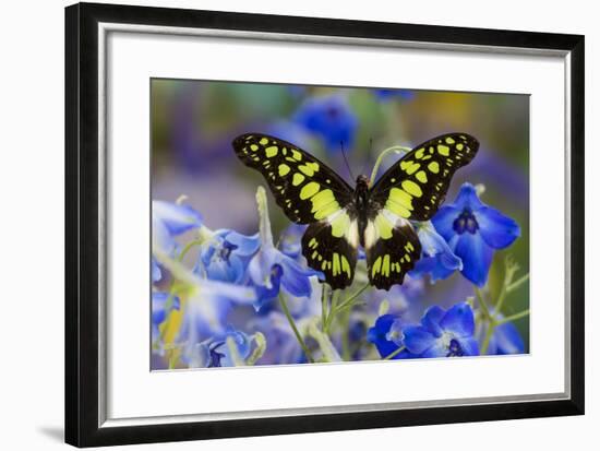 Electric Green Swallowtail Butterfly, Graphium Tyndereus-Darrell Gulin-Framed Photographic Print