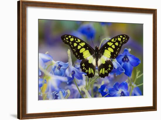 Electric Green Swallowtail Butterfly, Graphium Tyndereus-Darrell Gulin-Framed Photographic Print