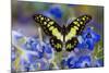 Electric Green Swallowtail Butterfly, Graphium Tyndereus-Darrell Gulin-Mounted Photographic Print