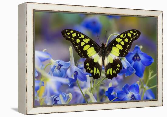 Electric Green Swallowtail Butterfly, Graphium Tyndereus-Darrell Gulin-Framed Premier Image Canvas