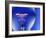 Electric Light Bulb-Lawrence Lawry-Framed Photographic Print