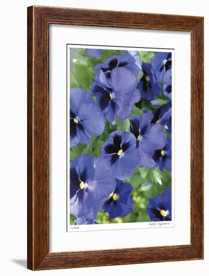 Electric Pansy-Stacy Bass-Framed Giclee Print