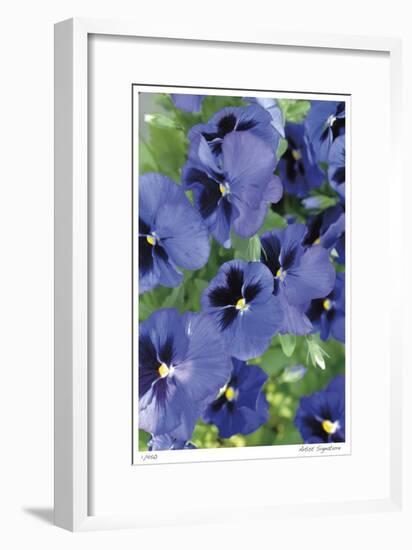 Electric Pansy-Stacy Bass-Framed Giclee Print