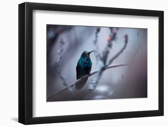 Electrical Blue-Fabien Bravin-Framed Photographic Print