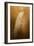 Elegance in Gold-Jai Johnson-Framed Giclee Print