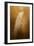 Elegance in Gold-Jai Johnson-Framed Giclee Print