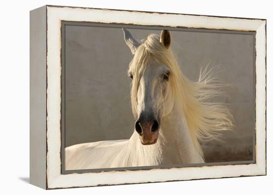 Elegance-Tony Stromberg-Framed Premier Image Canvas