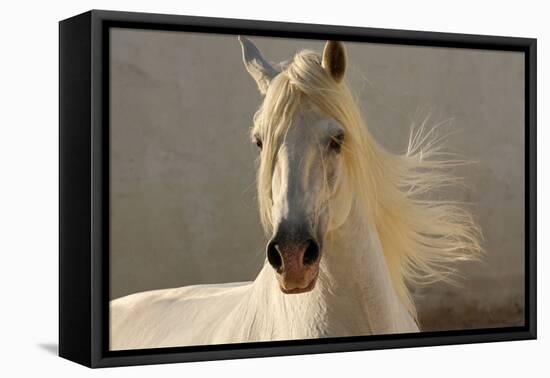 Elegance-Tony Stromberg-Framed Premier Image Canvas