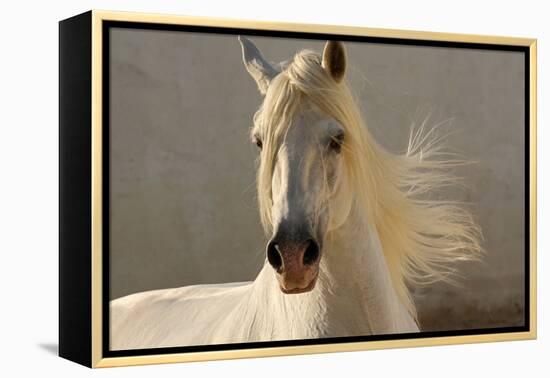 Elegance-Tony Stromberg-Framed Premier Image Canvas