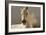 Elegance-Tony Stromberg-Framed Photographic Print