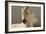 Elegance-Tony Stromberg-Framed Photographic Print