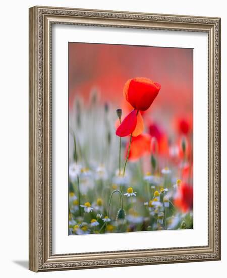 Elegance-Marco Carmassi-Framed Photographic Print