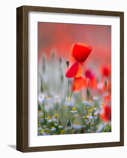 Elegance-Marco Carmassi-Framed Photographic Print