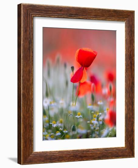 Elegance-Marco Carmassi-Framed Photographic Print