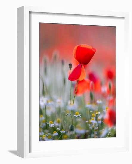 Elegance-Marco Carmassi-Framed Photographic Print