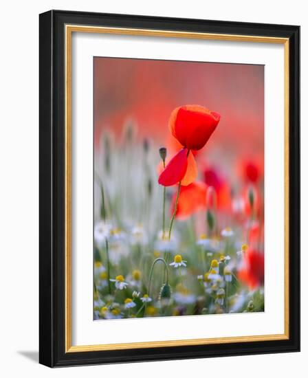 Elegance-Marco Carmassi-Framed Photographic Print