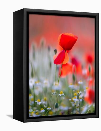 Elegance-Marco Carmassi-Framed Premier Image Canvas