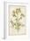 Elegant Botanical II-J.j. Plenck-Framed Art Print