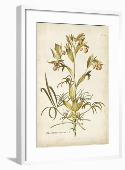 Elegant Botanical II-J.j. Plenck-Framed Art Print