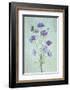 Elegant Cosmos Flowers-Lydia Jacobs-Framed Photographic Print