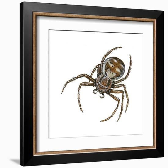 Elegant Crab Spider (Xysticus Elegans), Arachnids-Encyclopaedia Britannica-Framed Art Print