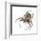 Elegant Crab Spider (Xysticus Elegans), Arachnids-Encyclopaedia Britannica-Framed Art Print