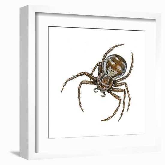 Elegant Crab Spider (Xysticus Elegans), Arachnids-Encyclopaedia Britannica-Framed Art Print