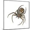 Elegant Crab Spider (Xysticus Elegans), Arachnids-Encyclopaedia Britannica-Mounted Art Print