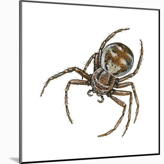 Elegant Crab Spider (Xysticus Elegans), Arachnids-Encyclopaedia Britannica-Mounted Art Print