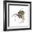 Elegant Crab Spider (Xysticus Elegans), Arachnids-Encyclopaedia Britannica-Framed Art Print