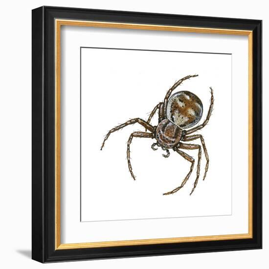 Elegant Crab Spider (Xysticus Elegans), Arachnids-Encyclopaedia Britannica-Framed Art Print