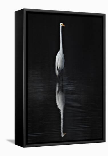 Elegant Egret I-David Drost-Framed Premier Image Canvas